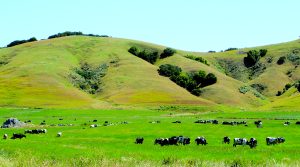 Amid Declines in Marin Crop Values, Organic Milk Shines