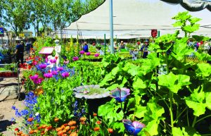 Annie’s Annuals & Perennials a Safe, Springtime Escape