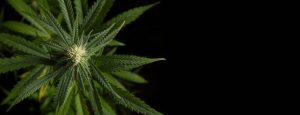 Jay-Z Funds Minority-Owned Cannabis Businesses
