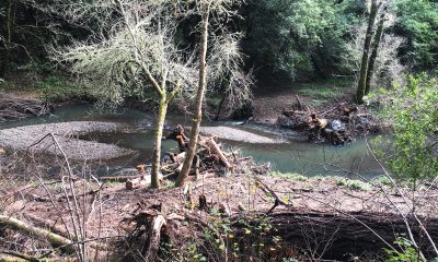 The proposed SCA ordinance builds upon efforts to protect the health of streams and habitat for the endangered coho salmon and steelhead trout in the San Geronimo Valley.