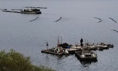 The bright spot in the new crop report was in the aquaculture sector. Tomales Bay shellfish operations experienced increased product demands as restaurants rebounded from the height of the pandemic.
