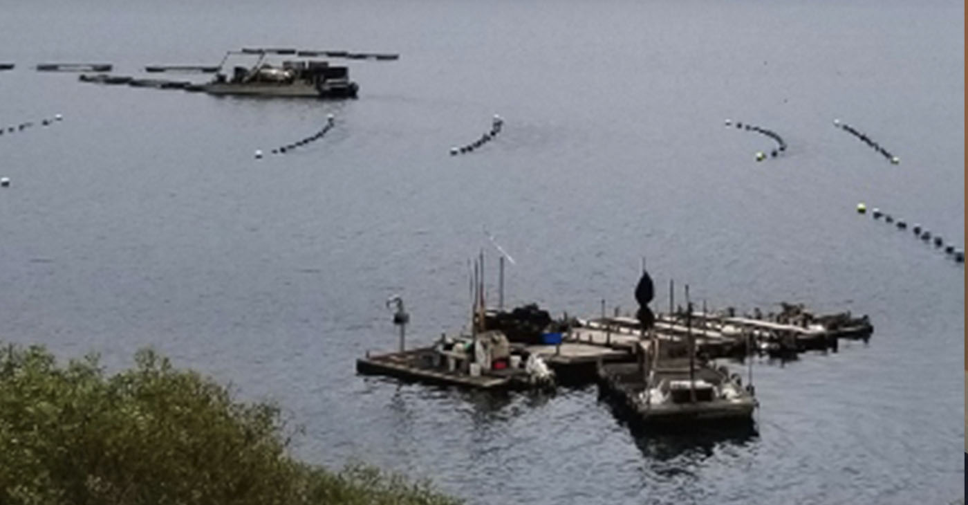 The bright spot in the new crop report was in the aquaculture sector. Tomales Bay shellfish operations experienced increased product demands as restaurants rebounded from the height of the pandemic.