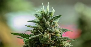 Richmond Considers Allowing More Cannabis Retailers