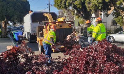 Richmond’s tree crew begins cutting down an uprooted plum tree on 32nd Street. Photo by Mike Kinney.