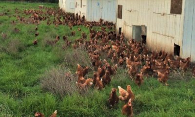 One of the bright spots in the 2022 Marin County Crop & Livestock Report was the 8% increase over the previous year in the value of livestock, which includes poultry.