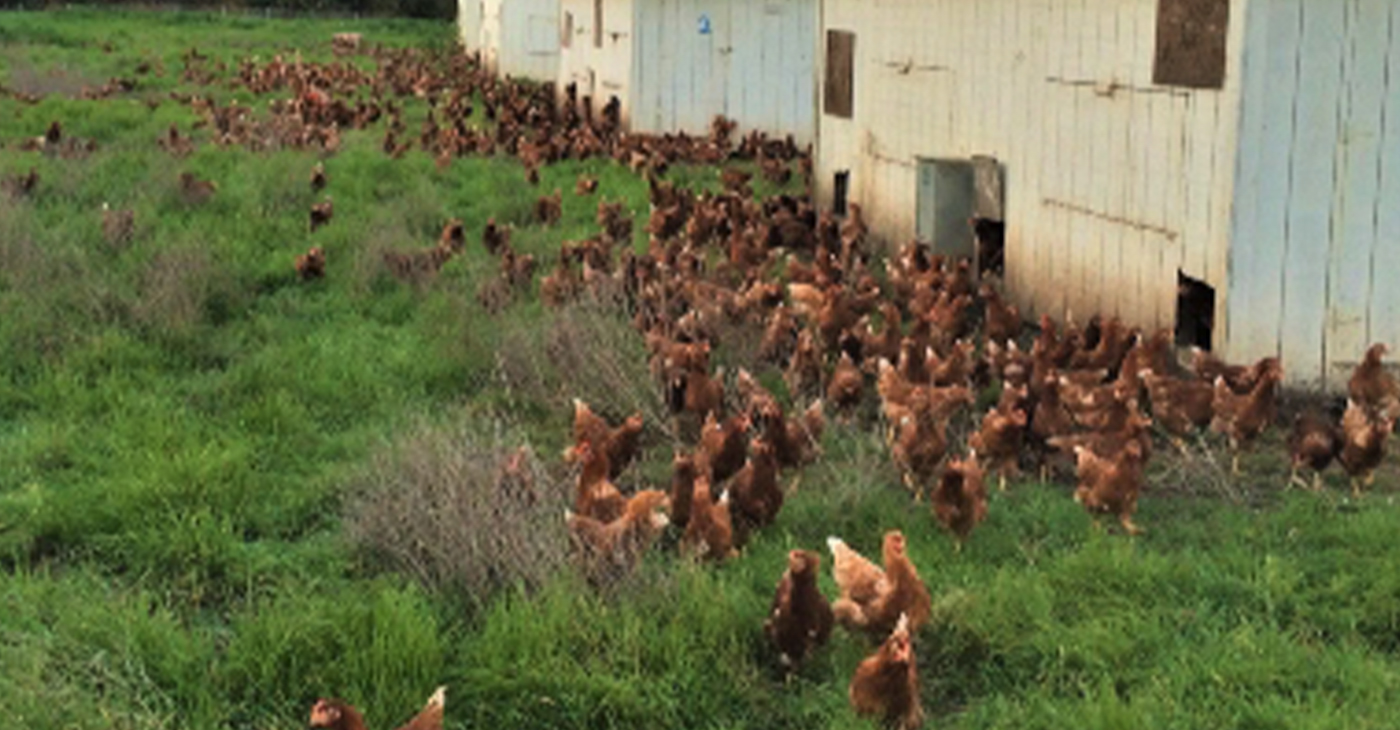One of the bright spots in the 2022 Marin County Crop & Livestock Report was the 8% increase over the previous year in the value of livestock, which includes poultry.