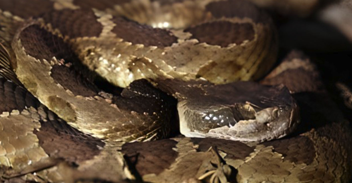rattle-snake-featured-web