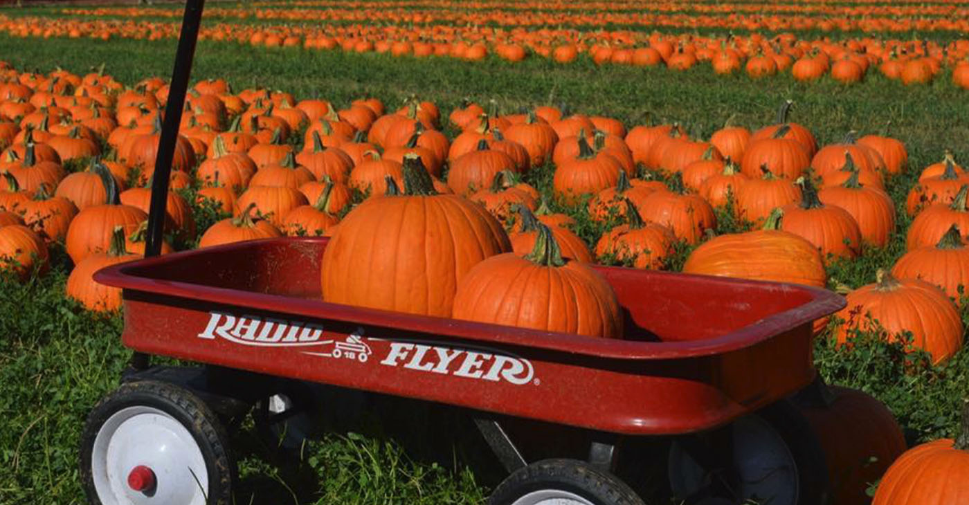 Bay Area's Best Pumpkin Patches for 2023 - Vimarsana News