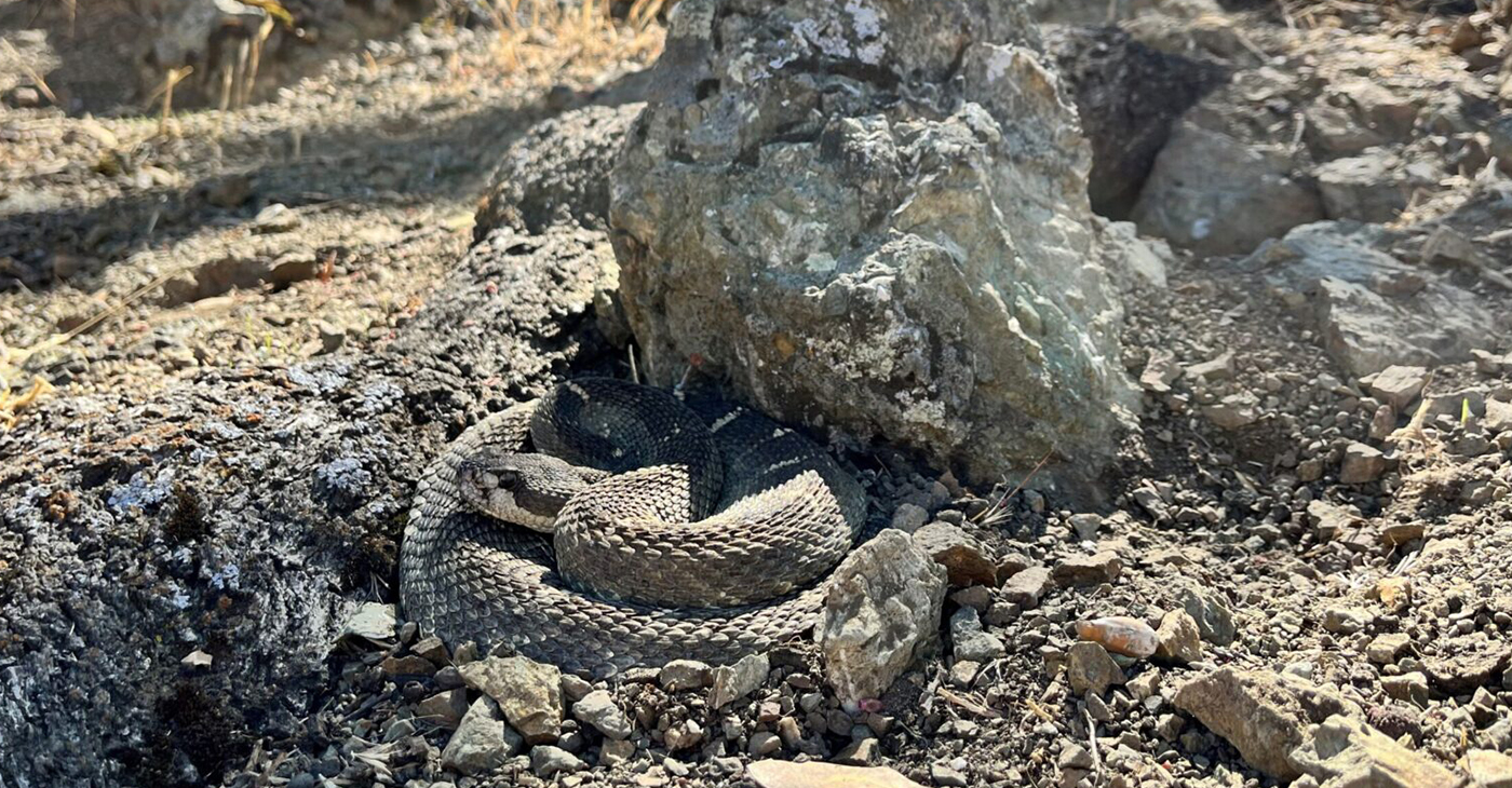 The Northern Pacific rattlesnake is the species found in East Bay Regional Parks. Courtesy photo.